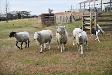 羊と牧羊犬