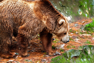 Ours brun - Ursus arctos - dans la for&ecirc;t	