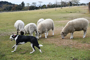 羊と牧羊犬