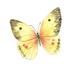 Yellow Watercolor Butterfly Illustration with Soft Gradient Wings
