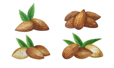 Watercolor almond nut banner group. White background. For your design	
