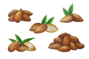 Watercolor almond composition group. White background. For your design