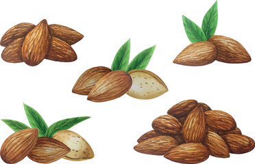 Vector almond composition group. White background. For your design