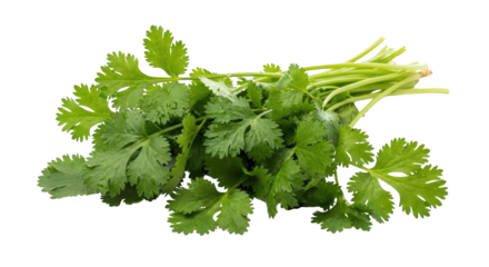 Fresh green cilantro herb isolated captured artistically highlighting cilantro, coriander, herb ideal for media content, commercial