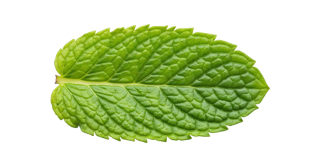 Fresh green mint leaf isolated concept visualized beautifully with focus on mint, leaf, green in modern