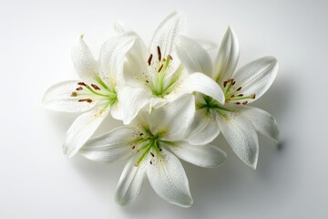 Fototapeta premium Overhead shot of white lilies arranged on a seamless white backdrop, minimal floral still life