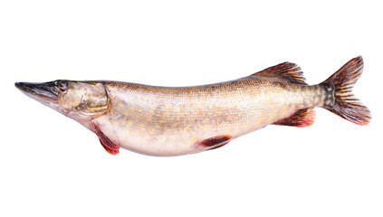  Fish pike on white background isolated
