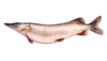  Fish pike on white background isolated