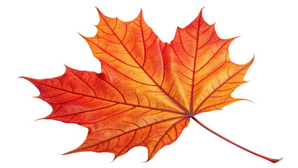 Obraz premium A single vibrant orange and red maple leaf with visible veins, isolated on a pure transparent background, symbolizing autumn