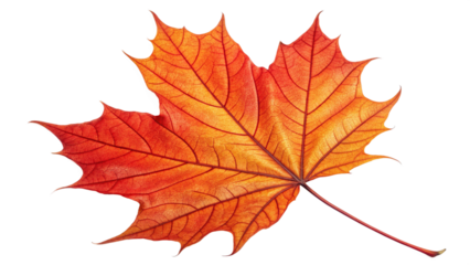 A single vibrant orange and red maple leaf with visible veins, isolated on a pure transparent background, symbolizing autumn