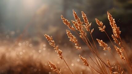 Golden sunlight illuminates delicate dry grass stalks in a misty tranquil meadow with soft bokeh