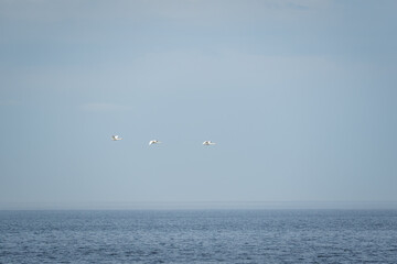 Swans in flight over open sea. Three mute swans (Cygnus olor) flying together against clear blue sky. Peaceful wildlife and coastal nature landscape.