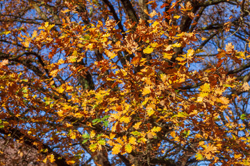 Bunt verfärbte Eichenblätter im Herbst an einem Baum