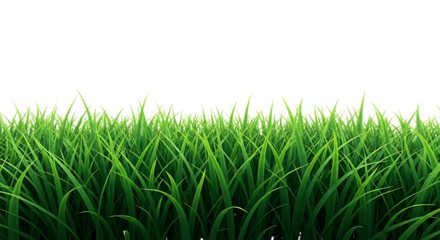 Green grass blades with dew drops isolated on transparent background