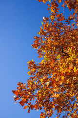 Fototapeta premium Bunt verfärbte Eichenblätter im Herbst an einem Baum