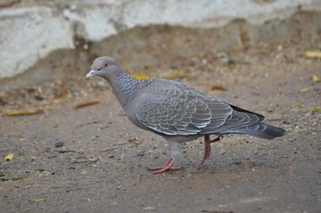 Pomba-asa-branca (Patagioenas picazuro) no norte do Mato Grosso, Brasil.