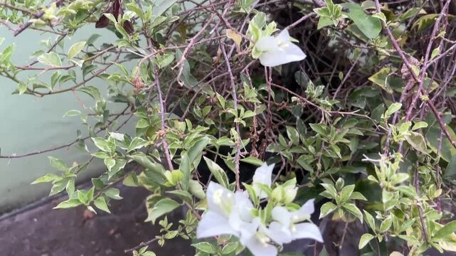 Dense Green Shrub Background with Small White Cuphea Hyssopifolia Flowers.