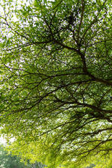 Obraz premium Sunlight filtering through green leaves and tree canopies, creating a calm natural background.