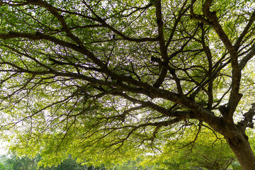 Sunlight filtering through green leaves and tree canopies, creating a calm natural background.