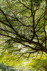 Sunlight filtering through green leaves and tree canopies, creating a calm natural background.