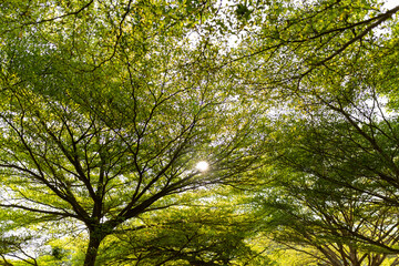 Sunlight filtering through green leaves and tree canopies, creating a calm natural background.