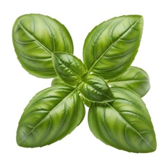Fototapeta premium Fresh green basil leaves with a vibrant aroma isolated on white background