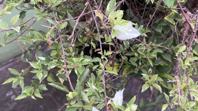 Dense Green Shrub Background with Small White Cuphea Hyssopifolia Flowers.