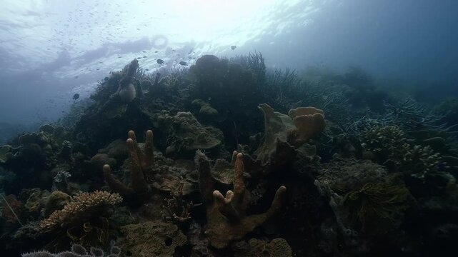 Underwater scubadiving scenery of coral reef with various types of corals and small fishes