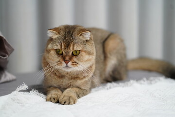 Cute and fluffy cat with expressive eyes relaxing on a cozy blanket in a soft and serene indoor environment with warm lighting and gentle details
