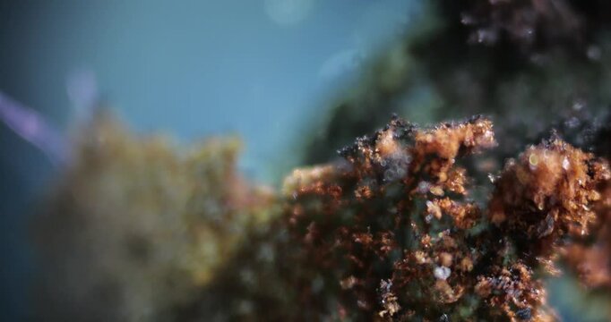 Ash Particles under Microscope 100x Magnification Smooth Focus, Translucent Soft Lighting Blue Background, Forensic Science Research, Detailed Microscopic Material Structure Analysis, Discovery
