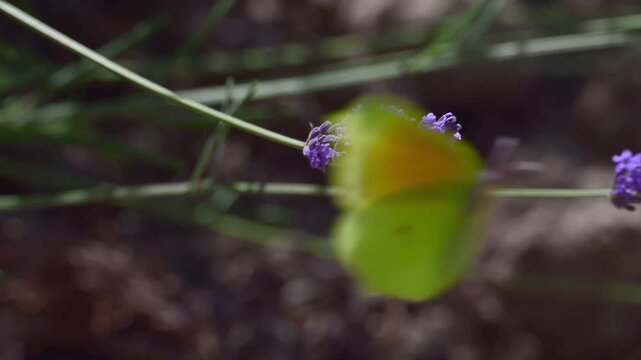 Cleopatra butterfly (Gonepteryx cleopatra) sitting on blossoming lavender in the Provence in France during a sunny summer day. Slow motion clip.