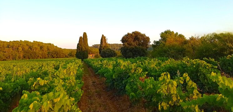 Vineyard and small cabin surrounded by very old Italian cypress trees in the Green Provence, France. southern France landscape. 