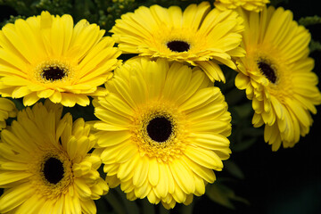 Close-up of yellow gerbera flowers.