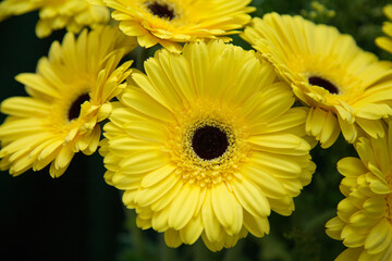 Close-up of yellow gerbera flowers.