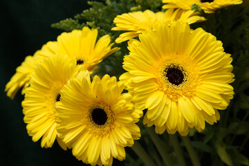 Close-up of yellow gerbera flowers.