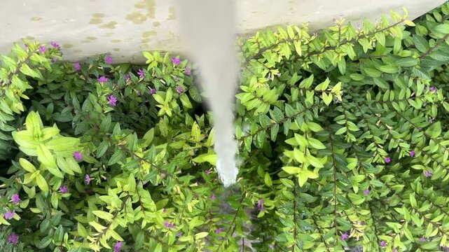 Water Spraying Down on Lush Green Foliage with Purple Flowers. Gardening and Irrigation Concept. - Powered by Adobe
