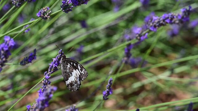Butterfly sitting on blossoming lavender in the Provence in France during a sunny summer day. Slow motion clip.