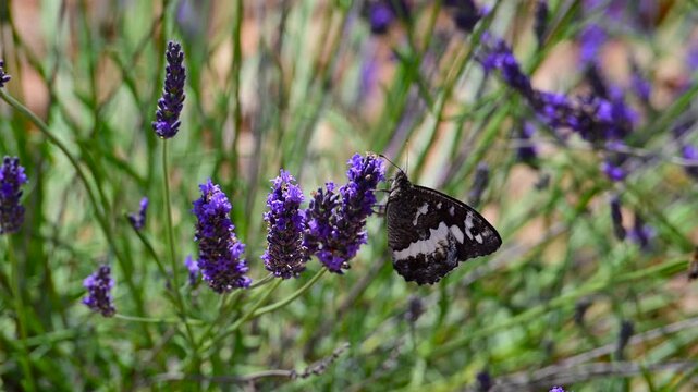 Butterfly sitting on blossoming lavender in the Provence in France during a sunny summer day. Slow motion clip.