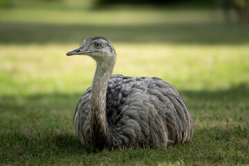 &ntilde;and&uacute;, choique pampeano (Rhea americana)
