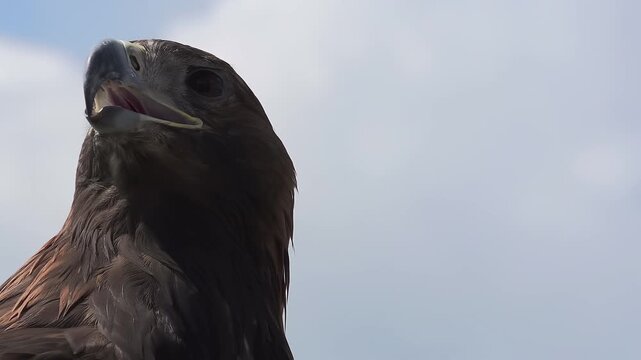 Proud and Dangerous Look. Slow Motion at a rate of 240 fps. Saker falcon screams. Head close-up