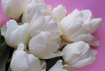 greeting card design. bouquet of tulips on a white background and space for text	