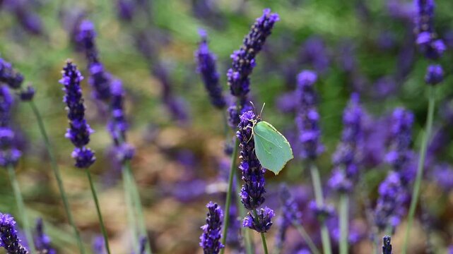 Cleopatra butterfly (Gonepteryx cleopatra) sitting on blossoming lavender in the Provence in France during a sunny summer day. Slow motion clip.