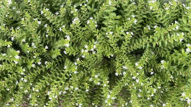 Dense Green Shrub Background with Small White Cuphea Hyssopifolia Flowers.
