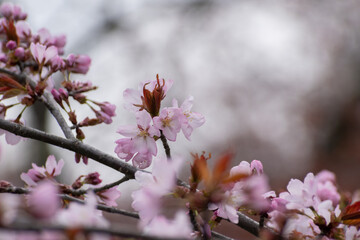 サクラの花のクローズアップ
