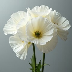 Delicate white poppy flowers with ruffled petals and green stems against a soft gray background