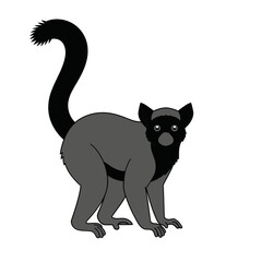 A lemur vector illustration