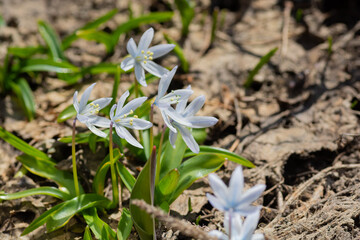 春の庭に咲く白いカワイイ花　シラー
