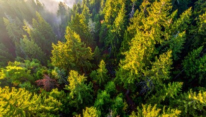 Aerial view of a sunlit forest canopy with hazy atmosphere and textured textures