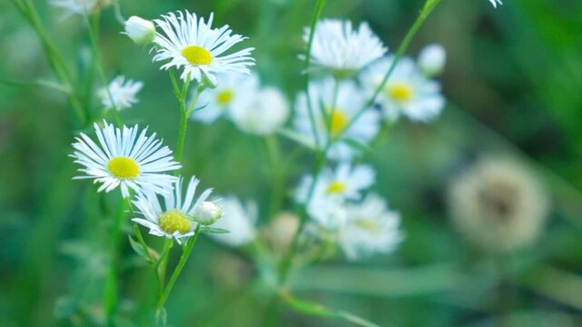 Beautiful Erigeron Annuus Flowers in Nature, Slow Motion.