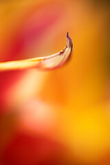 Close-up view of a delicate yellow flower petal showcasing its curve and texture in natural light